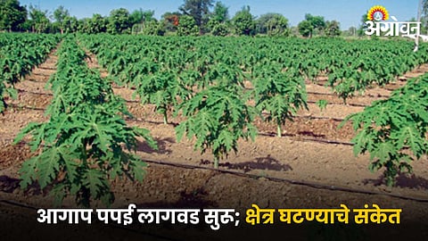 Papaya Farming