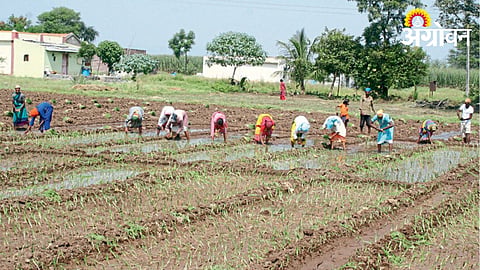 Onion Cultivation 