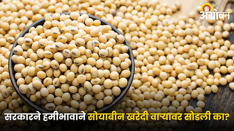 Soybean