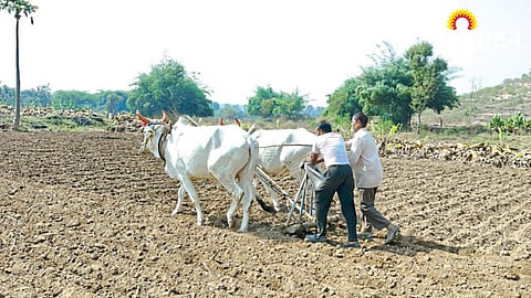 Rabi Sowing
