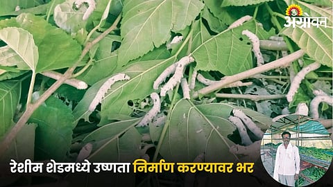 Silk Farming