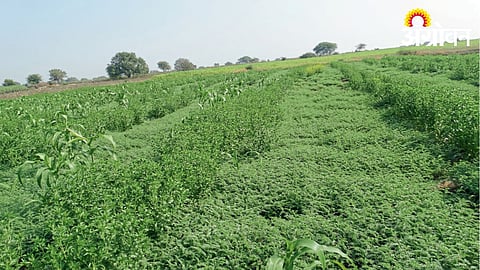 Crop Management