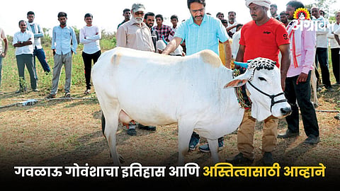 Gavlau Cow 