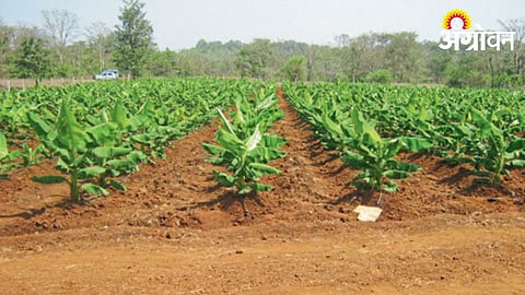 Banana Cultivation