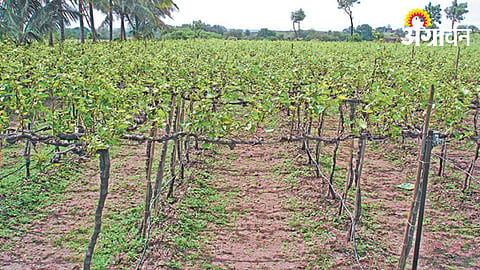Vineyard 