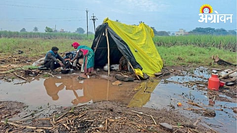 Sugarcane Labor 