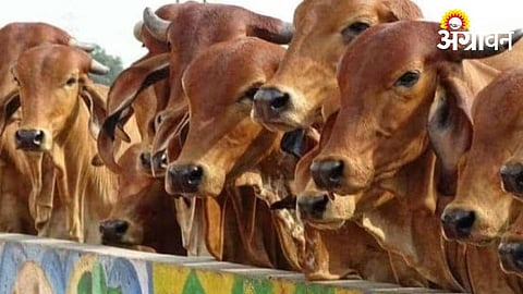 Livestock Rearing 