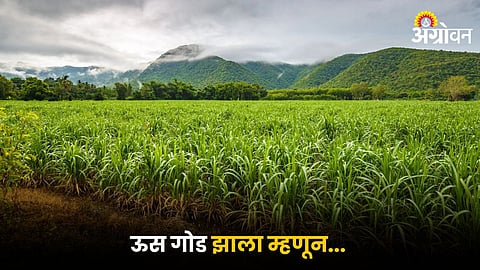 Sugarcane