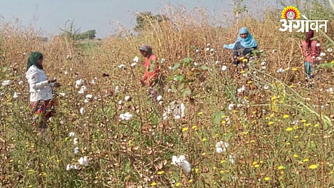 Cotton Picking 