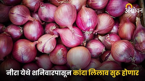 Onion