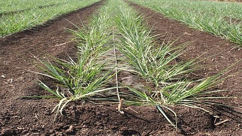 Sugarcane Fertilizer Management