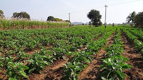 Kolhapur Crop Damage