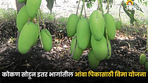 Mango Orchard
