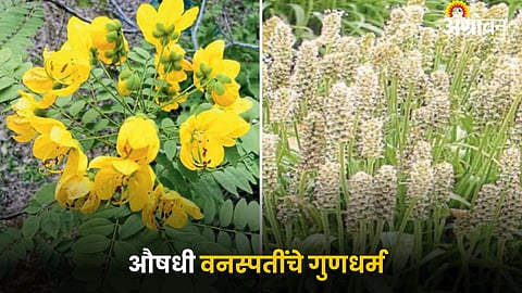 Medicinal Plants 