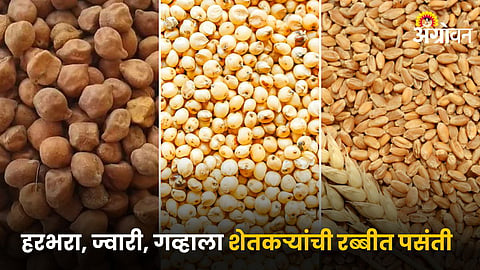 Chana, Jowar and Wheat