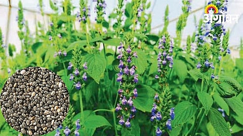 Chia Cultivation