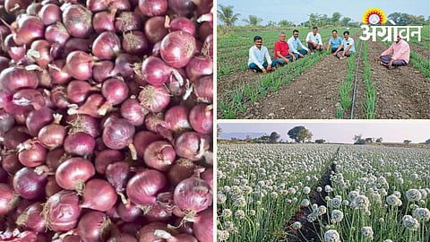 Onion Seed