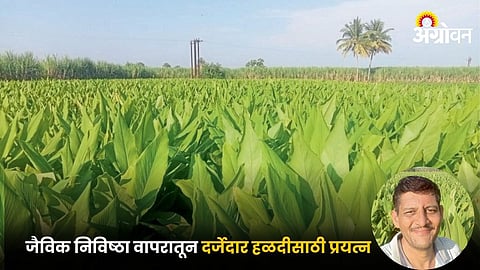 Turmeric Farming