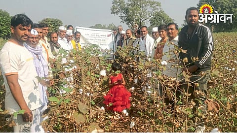 Cotton Project