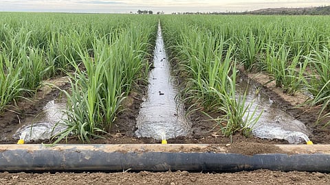 Sugarcane Water Bills