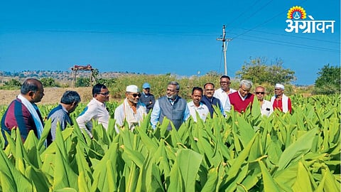 Turmeric Cultivation