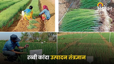 Onion Farming
