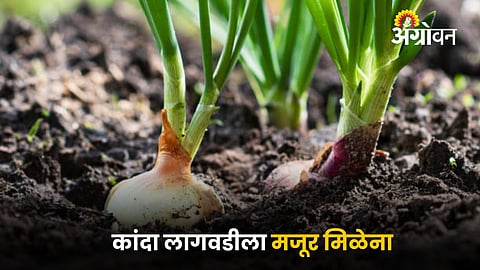 Onion