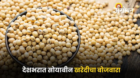 Soybean