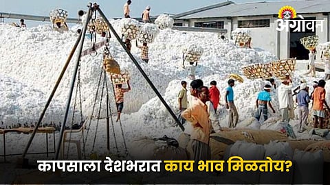 Cotton Market 