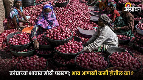 Onion