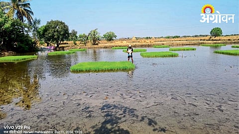 Paddy Farming