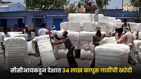 Cotton Market