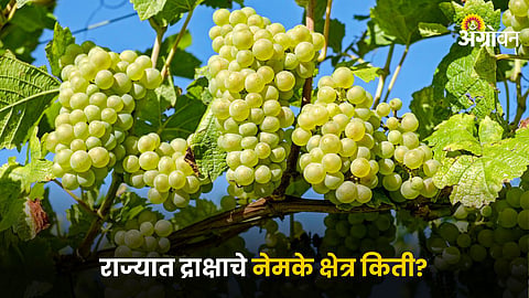 Grape