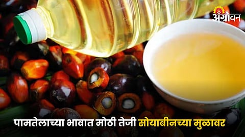 Palm Oil
