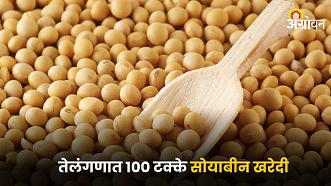 Soybean 