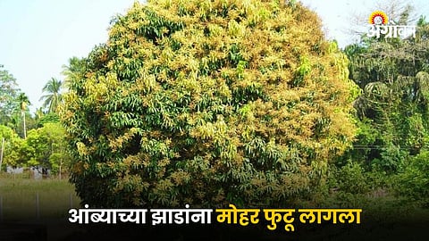Mango Blossom
