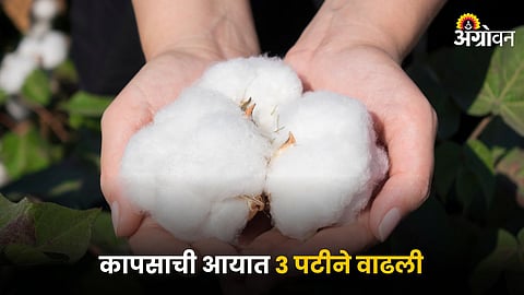 Cotton