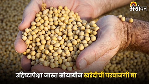 Soybean