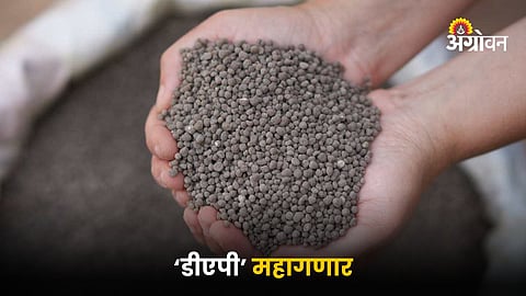 DAP Fertilizer