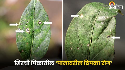 Chilly Crop Disease 