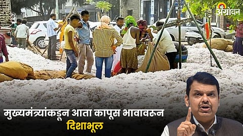 Cotton Market