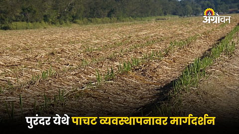 Sugarcane Straw