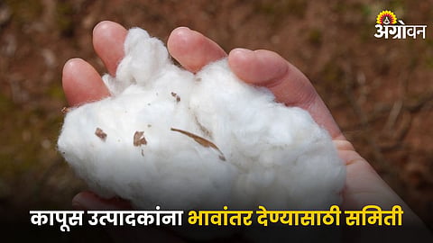 Cotton