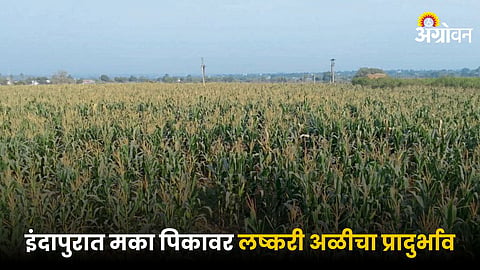 Maize Crop Issue