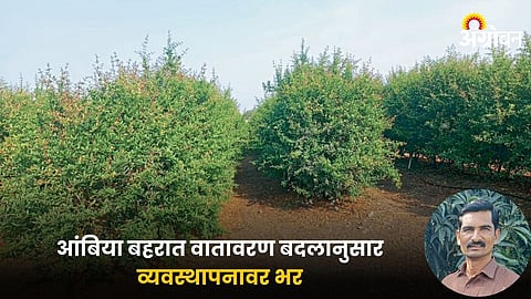 Pomegranate Farming