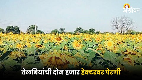 Oilseed