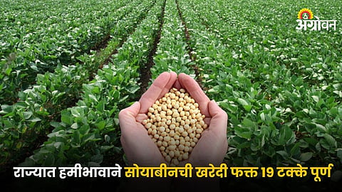 Soybean 