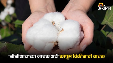 Cotton