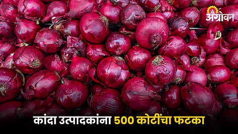 Onion