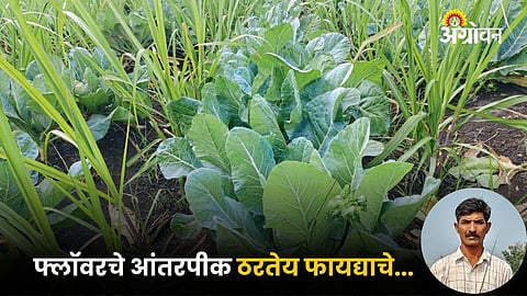 Flower Farming